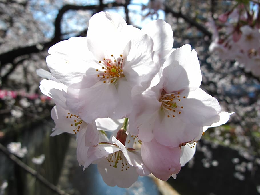 일본, 도쿄, 사쿠라, 꽃 피는 식물, 꽃, 취약성, 식물, 신선도, 자연의 아름다움, 성장