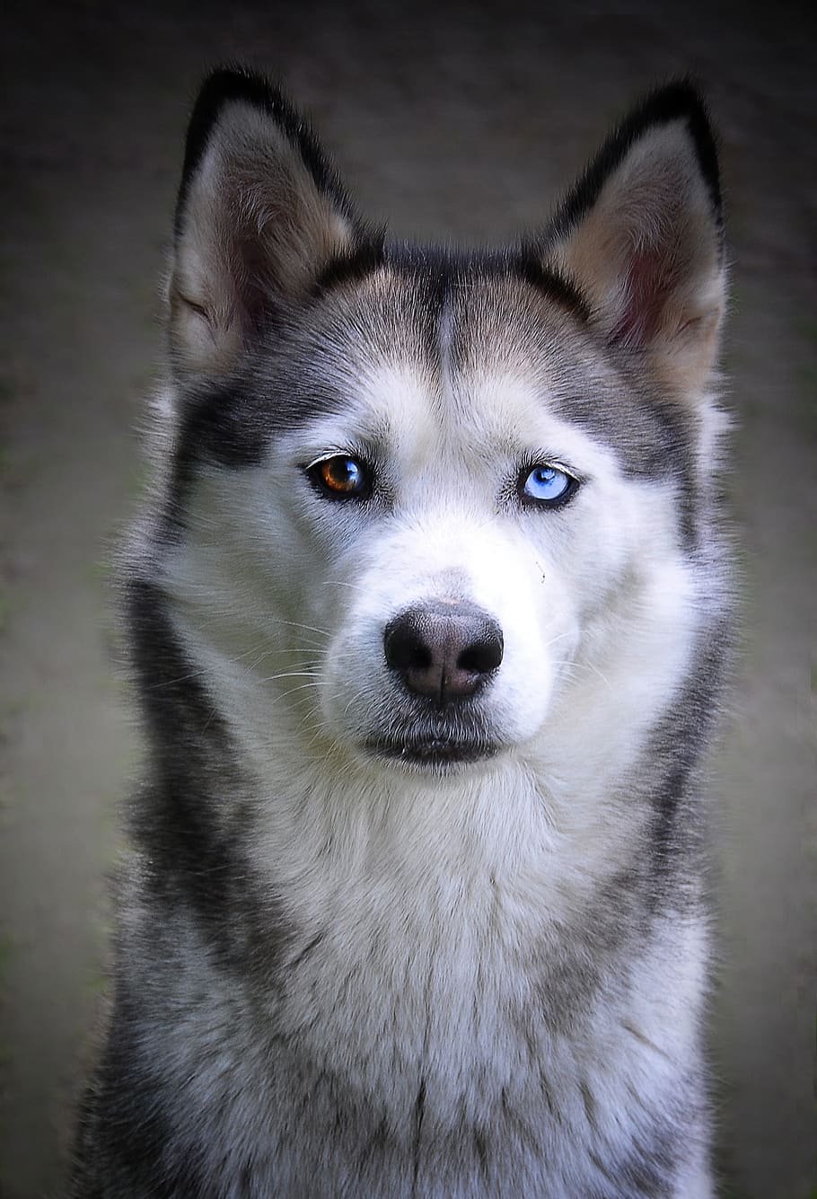 siberian, husky, different, eyes, dog, siberian husky, sled dog, animal, fur, snow dog