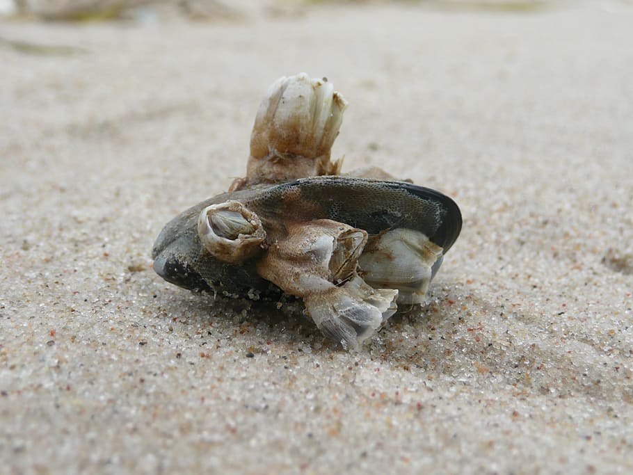 Shell, Sand, Beach, sand, beach, hermit crab, animal themes, one animal, sea life, land, crab