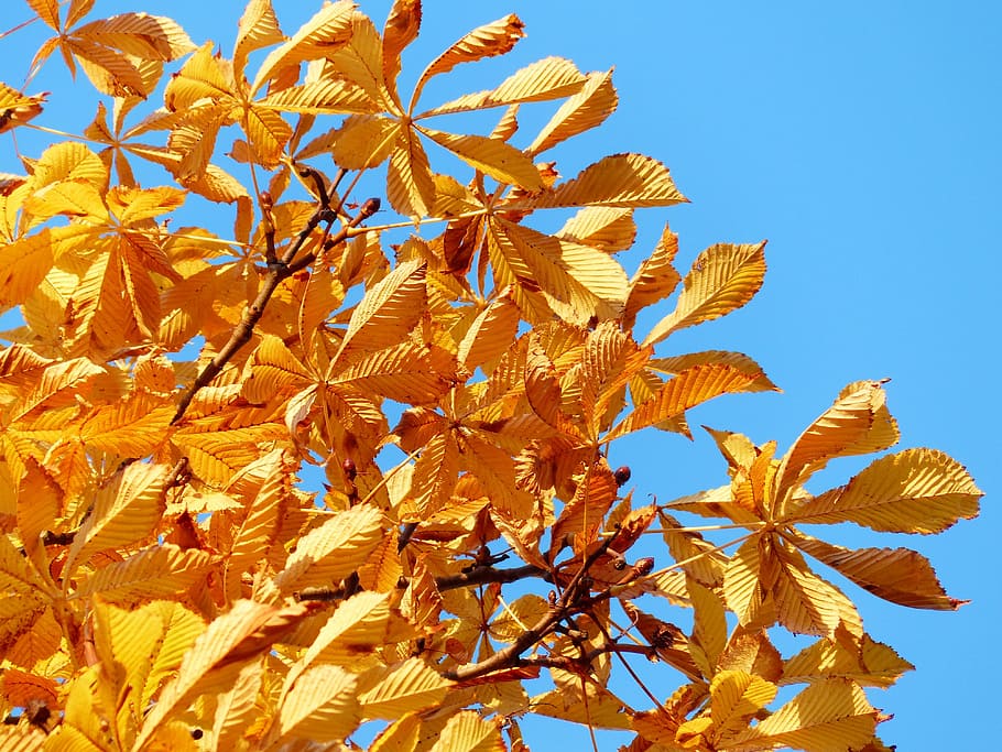 fall leaves, golden, rays, light, yellow, yellow green, autumn colours, gold, tree, chestnut