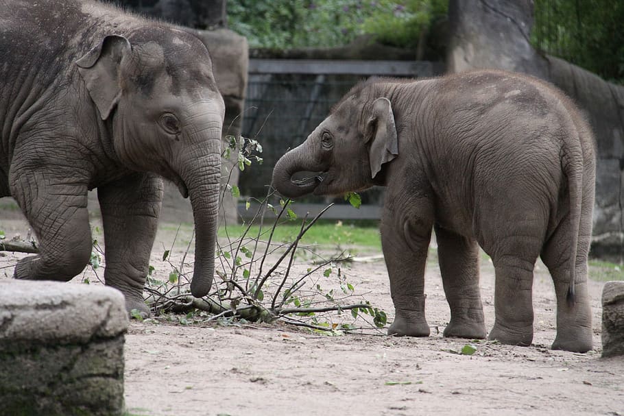 elephant, elephant children, young animals, pachyderm, ruesseltier, children, baby elephant, asian elephants, indian elephant, zoo