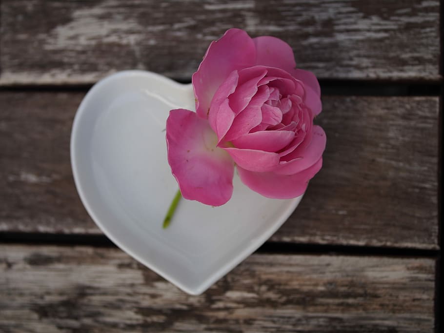 pink, rose, flower, heart-shaped, white, ceramic, tray, Rose, Pink, Heart, Love