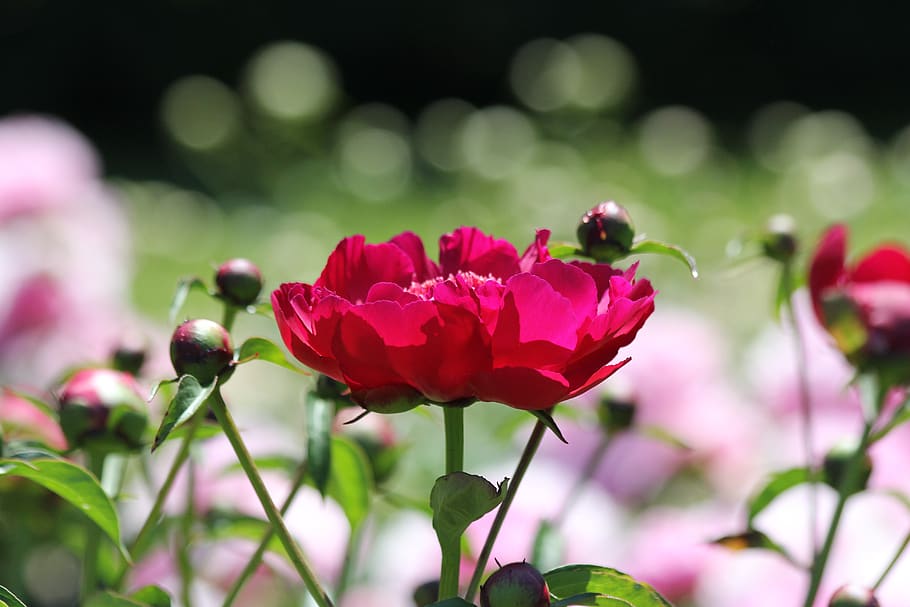 vibrant flowers, pink, magenta, garden, nature, floral, plant, spring, colorful, petal