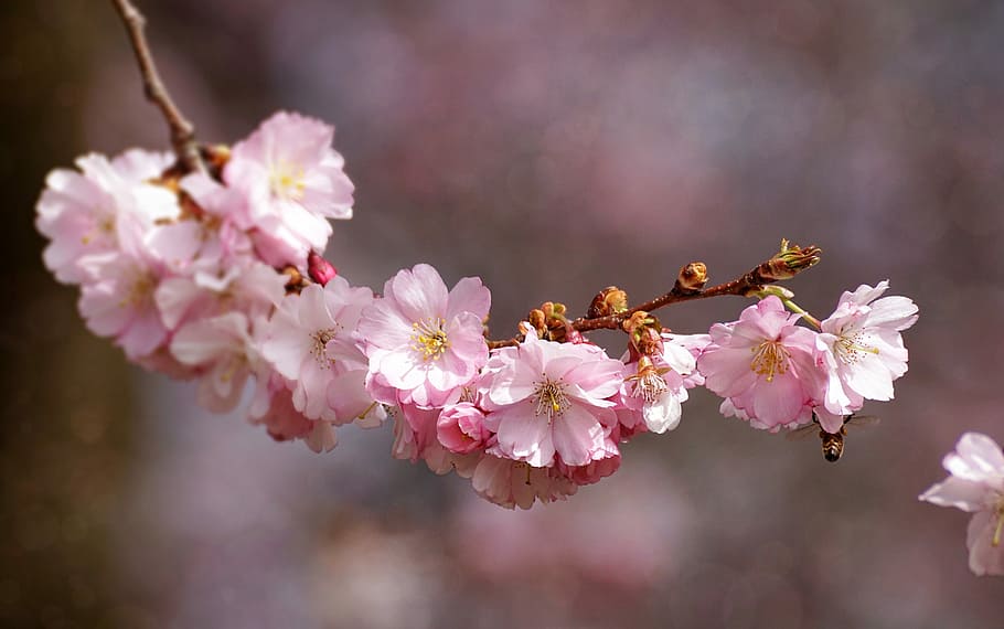 selective, focus photography, cherry, blossoms tree, cherry blossom, flower, plant, nature, cherry wood, flowers