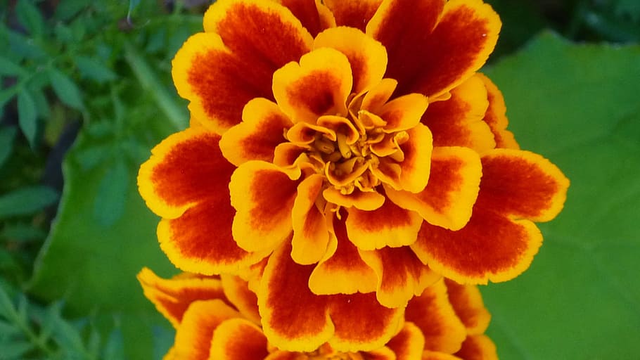 marigold, magnificent, flowers pattern, yellow, red brown, front yard, bedding plant, summer, close, flower
