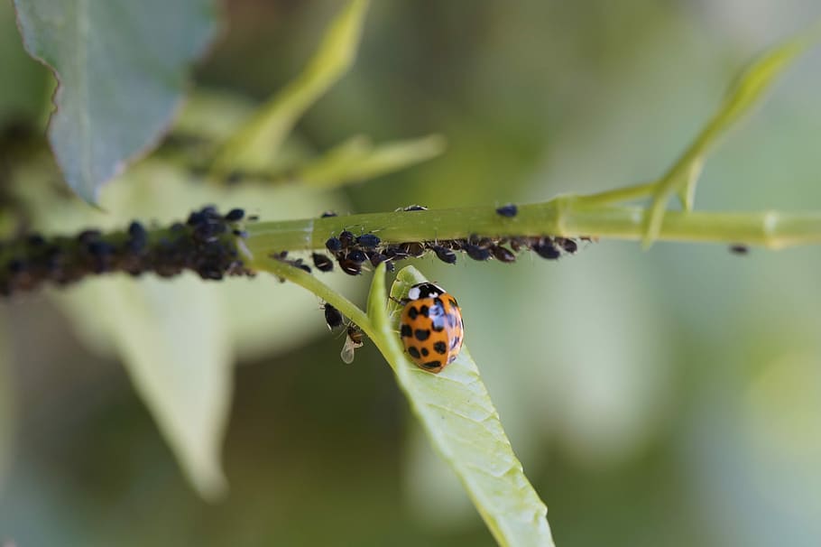 ladybug, asian ladybug, insect, lice, pest control, eating the enemy, lucky charm, aphids, environmental protection, nature conservation