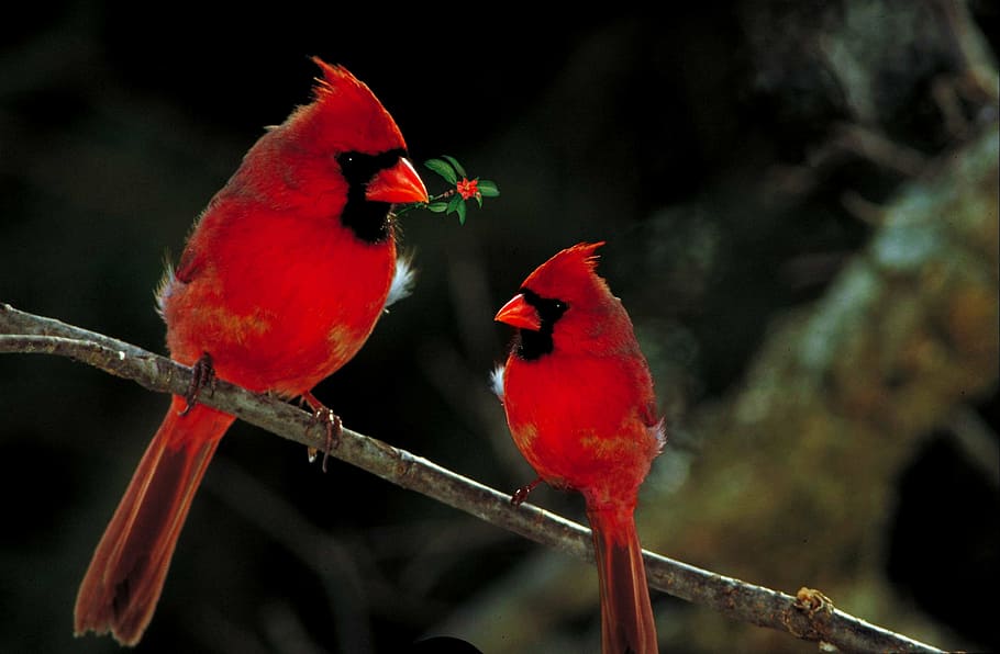 two, cardinal, birds, tree branch, cardinals, fauna, wild, outdoors, avian, red