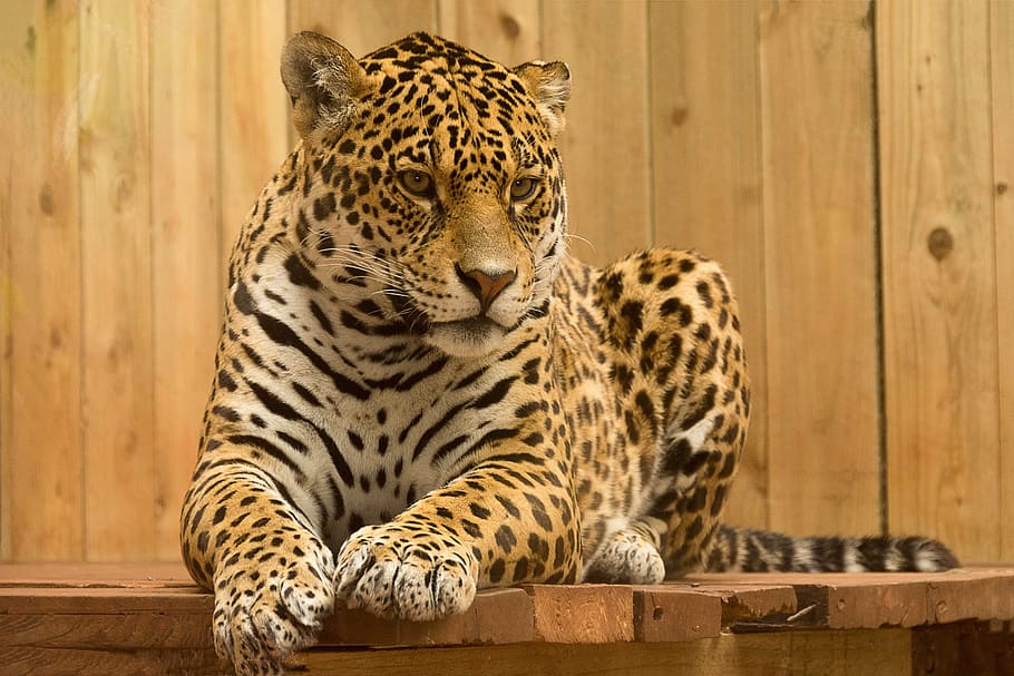 leopardo, acostado, marrón, superficie, jaguar, gato salvaje, mamífero, zoológico, felino, grande