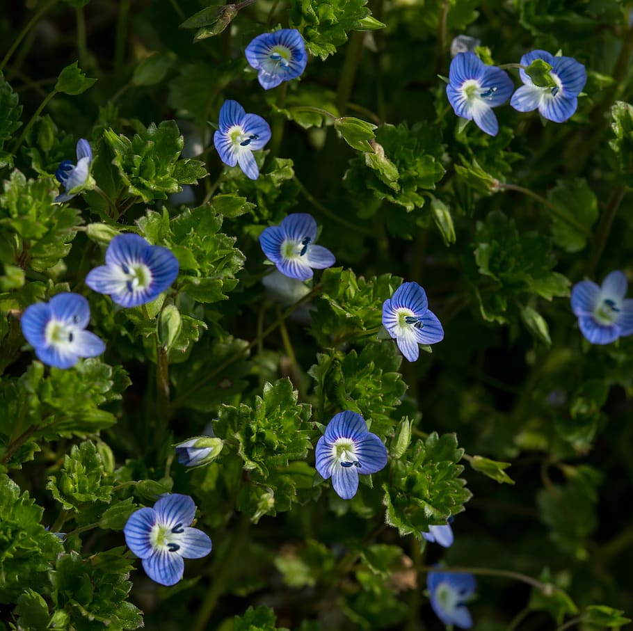blue, flowers, spring, plant, veronika, lenz, tiny, flora, nature, flower