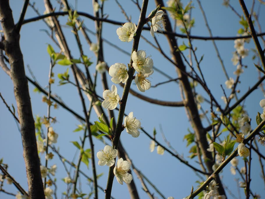 flor de ameixa, primavera, damasco japonês, antiga residência de, flores, planta, flor, crescimento, fragilidade, vulnerabilidade
