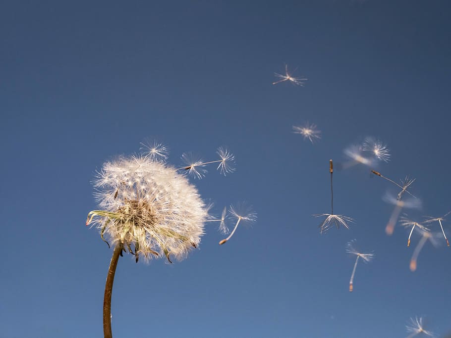 white dandelion, dandelion, nature, fluffy, plant, close, flower, flying seeds, mood, seeds