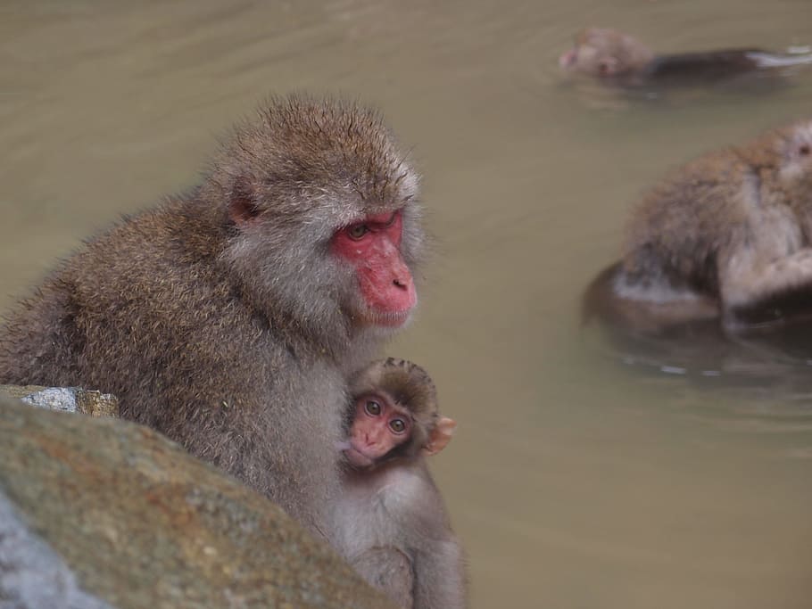 nagano, 地獄谷温泉, jigokudani monkey park, monkey, baby japanese macaque eating leaves, hot spring monkey, snow monkey, animal themes, animal, mammal