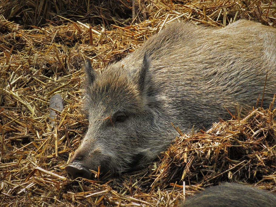 boar, pig, straw, lying, launchy, sleeping, sow, fur, mammal, bristles