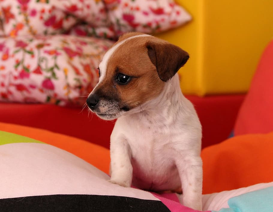 white, tan, jack, russel terrier, sofa, dog, puppy, jack russell, chihuahua, baby