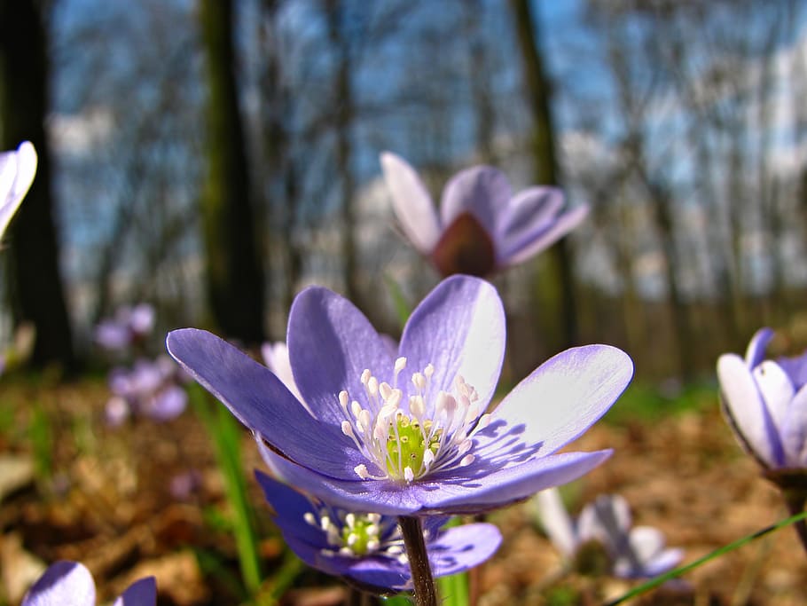 purple, liverwort flower, selective, focus photography, flower, blossom, colors, violet, lilac, woods