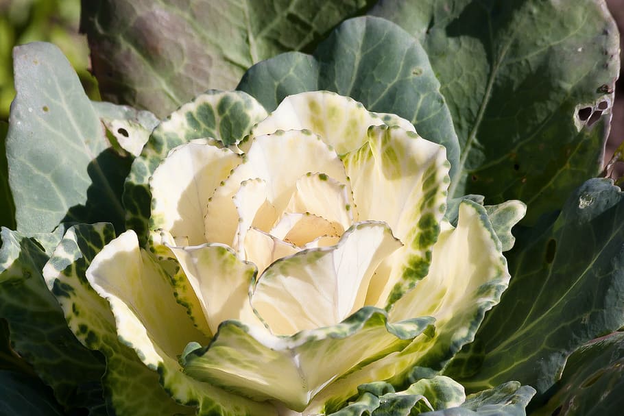 ornamental cabbage, brassica oleracea, cabbage green, kraus, leaves, green, white, vegetables, healthy, vitamins