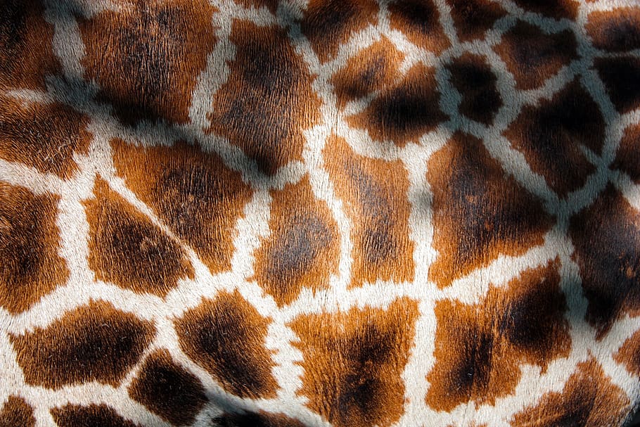 casaco de girafa, girafa, pele, manto, savana, áfrica, selvagem, natureza, manchado, cabelo