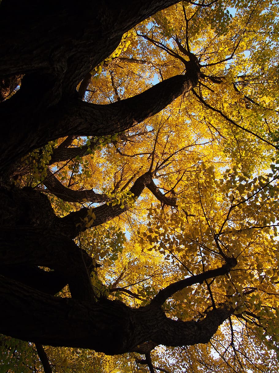 Ginkgo Biloba, Big Tree, Stem, Autumn, sunbeams, gingko tree, japan, yellow, park, autumnal leaves