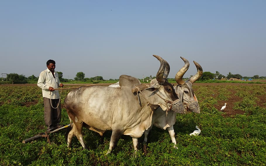 bullock, ox, plough, furrowing, cattle, kankrej, indian, breed, zebuine, zebu