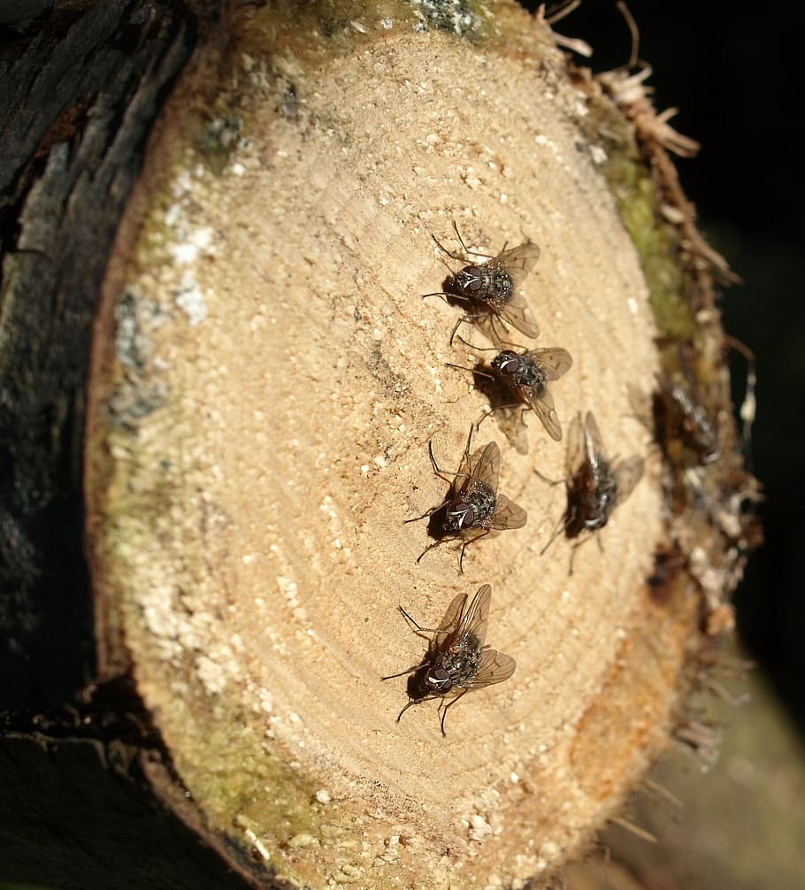 flies, insect, wood, animal, animal themes, animals in the wild, invertebrate, animal wildlife, close-up, group of animals