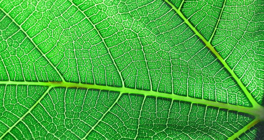 leaf, macro, detail, veins, nature, fig, green, background, texture, botany