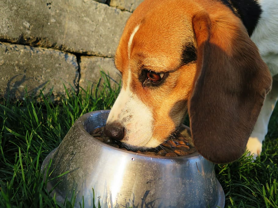 Beagle, comer, tazón, colocado, hierba, al lado, bloque de ceniza, perro, fressnapf, comida para perros
