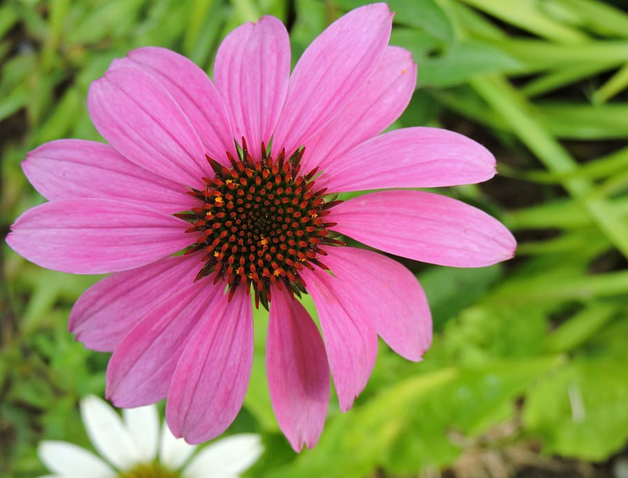 Ближайшие растения. Echinacea 'Pink Shimmer'.