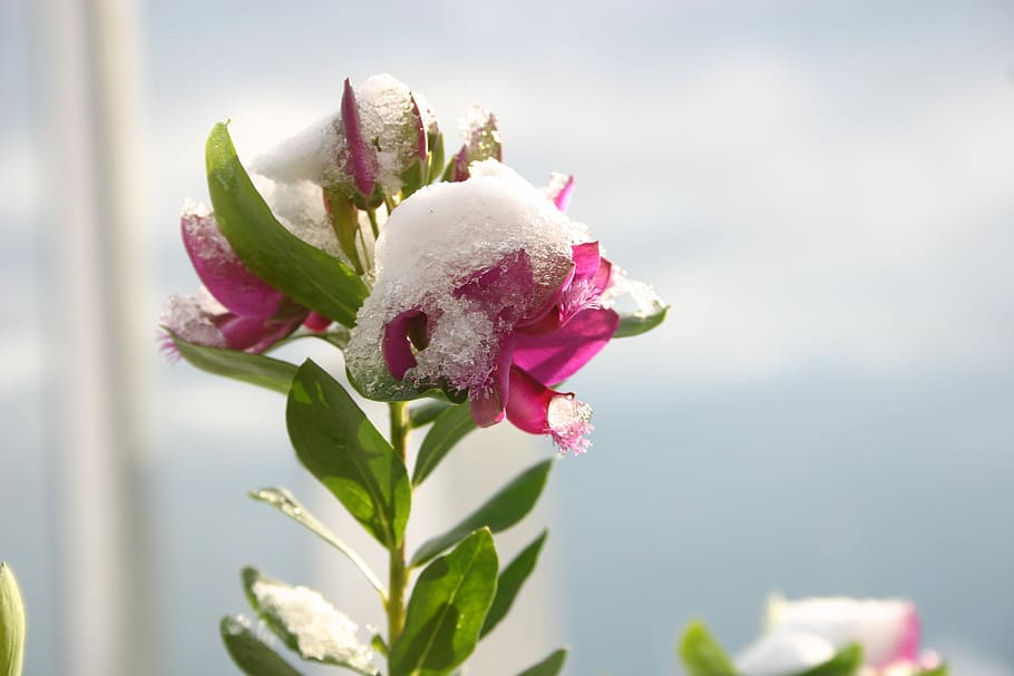 Neve, Mare, Fiore, Natura, flower, rose - flower, pink color, close-up, freshness, flowering plant
