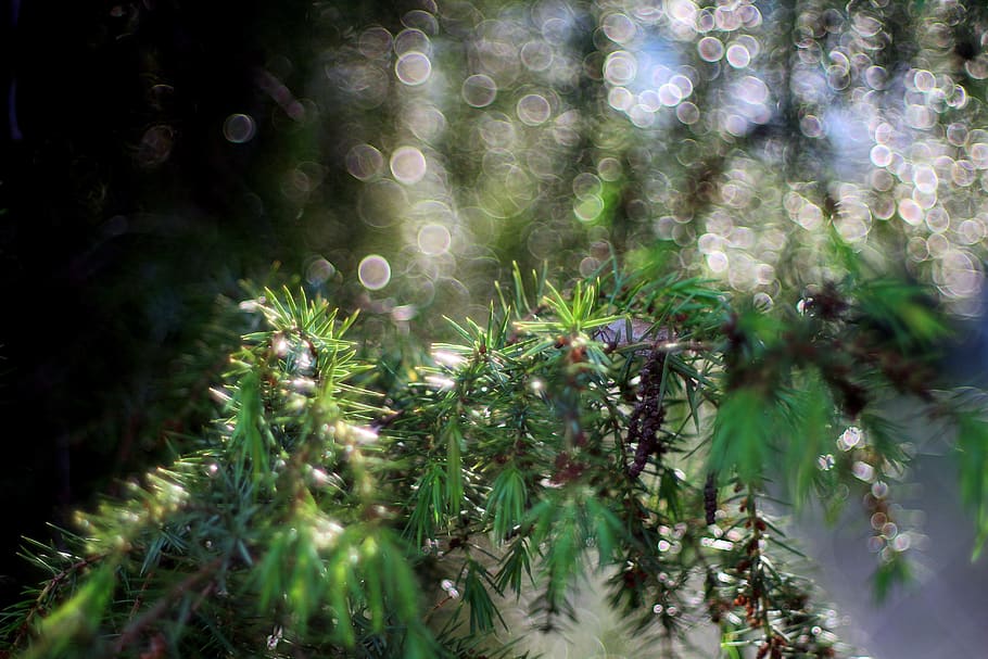 bokeh, forest, sprig, needles, blur, the environment, plant, growth, tree, green color