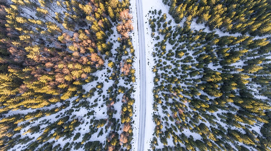 nature, landscape, aerial, woods, forest, green, trees, plants, snow, winter