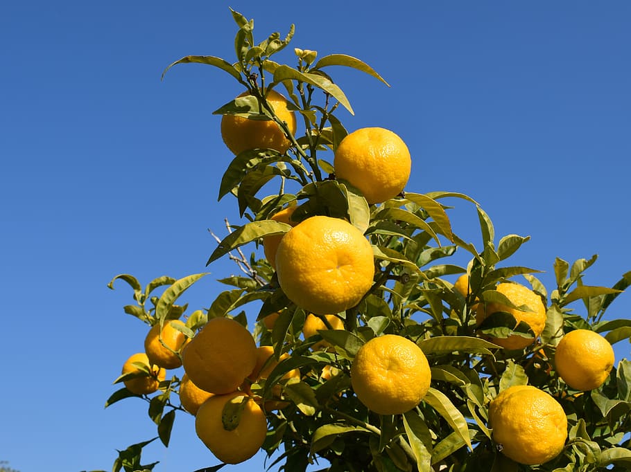 armstrong tangerine fruit