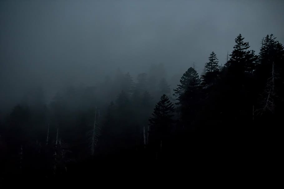 fotografi pemandangan, pohon, gelap, hutan, tanaman, kabut, alam, luar ruangan, lanskap, gunung