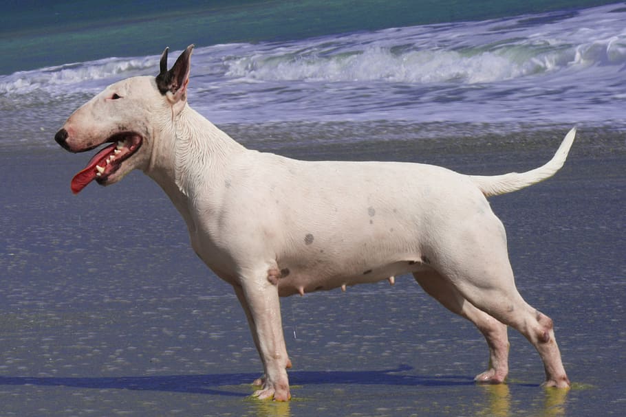 putih, bull terrier, berdiri, basah, pasir, pantai, bullterrier, anjing, perempuan jalang, perempuan