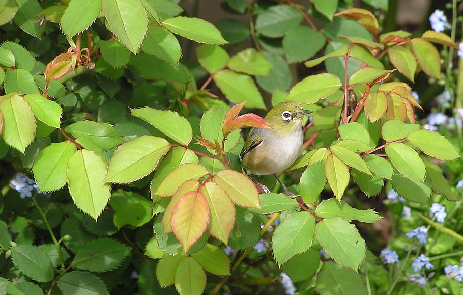close-up photography, white-eyed vireo perching, branch, Bird, Roses, green color, leaf, one animal, animal themes, nature