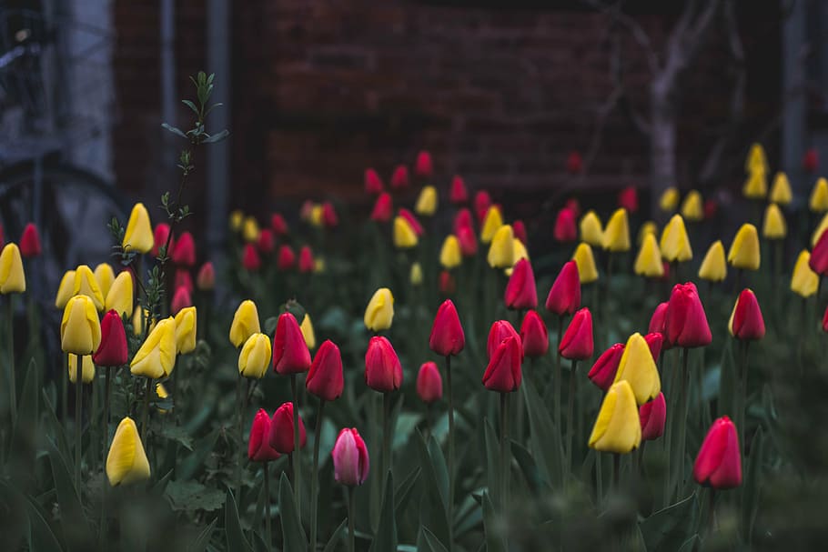 selektif, fotografi fokus, merah, kuning, bidang bunga tulip, warna-warni, merah muda, bunga, tanaman, alam