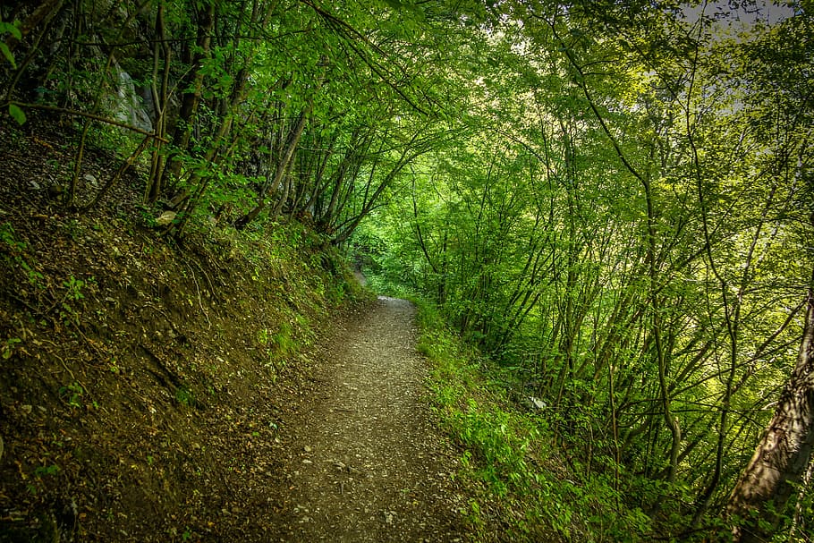 Nature, Forest, Path, Green, Mountain, green, mountain, natural, landscape, outdoor, trees