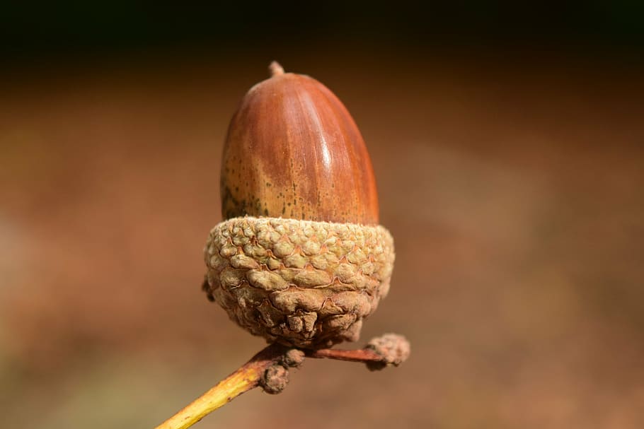 shallow, focus lens photo, acorn, close, background, beautiful, autumn, nature, seeds, brown