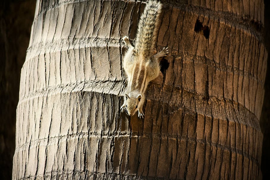 squirrel, palm tree, climbing, upside-down, rodent, cute, wood - Material, nature, brown, close-up