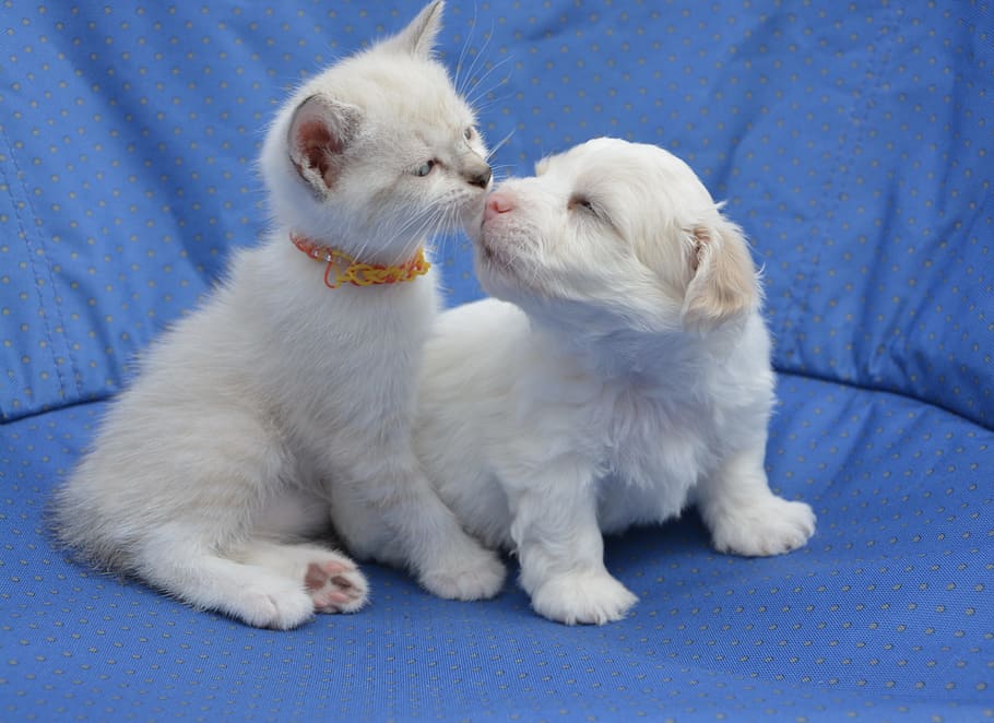 white, blue, mat, Dog, Cat, Puppy, Kitten, Animals, domestic animal, dog cat