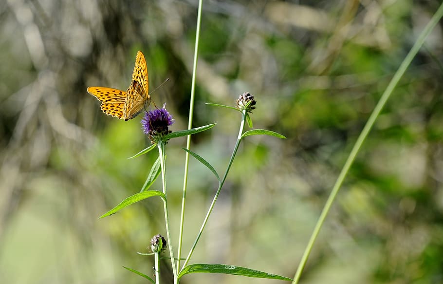 butterfly, silver-washed fritillary butterfly, bug, wings, nature, summer, flower, plant, flowering plant, beauty in nature