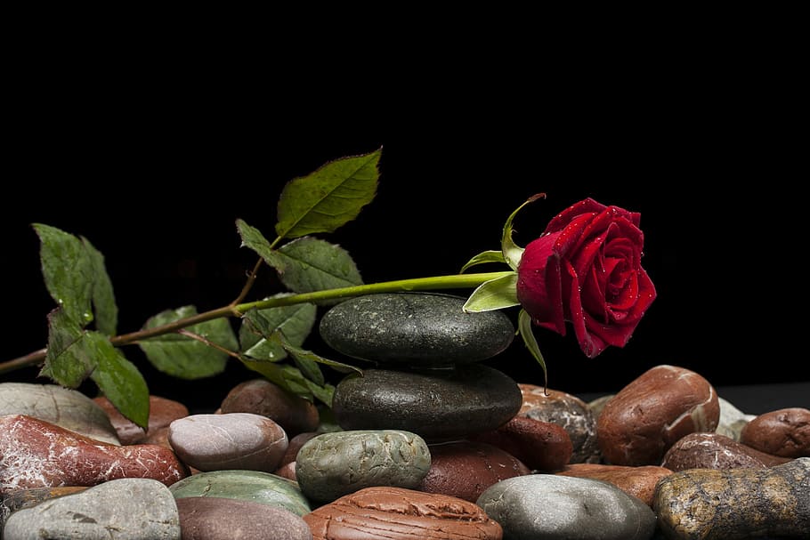 close, red, rose, black, balance stone, close up, red rose, black balance, stone, love