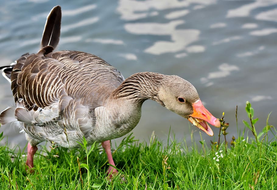 brown, duck, body, water, greylag goose, wild goose, goose, poultry, water bird, plumage