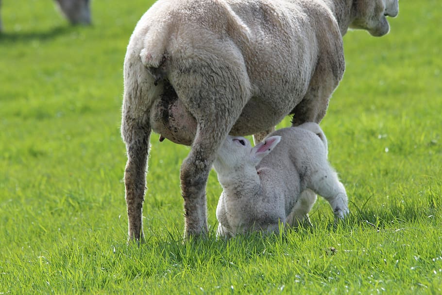 lamb, sheep, ewes, breastfeeding, animal, deichschaf, young, young animal, infant, animals