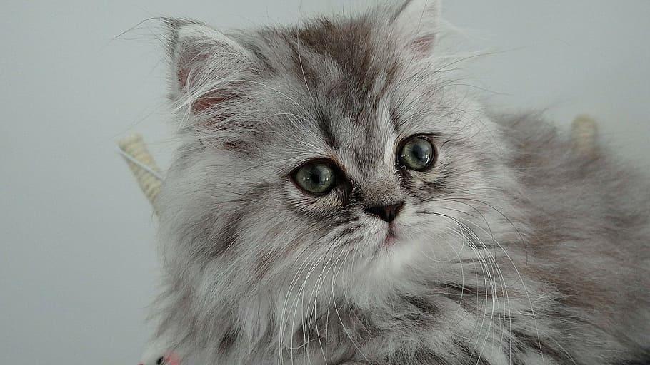 shallow, focus photo, gray, cat, feline, hair, kitty, matou, twink, pussy