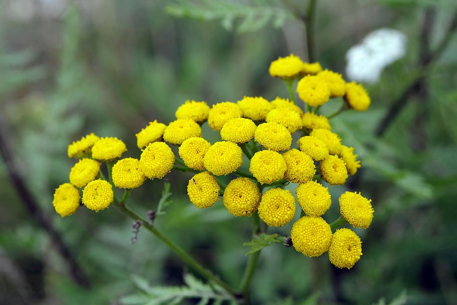 tansy, yellow flowers, herb, plant, weed, nature, mint, field plant, flower, plants
