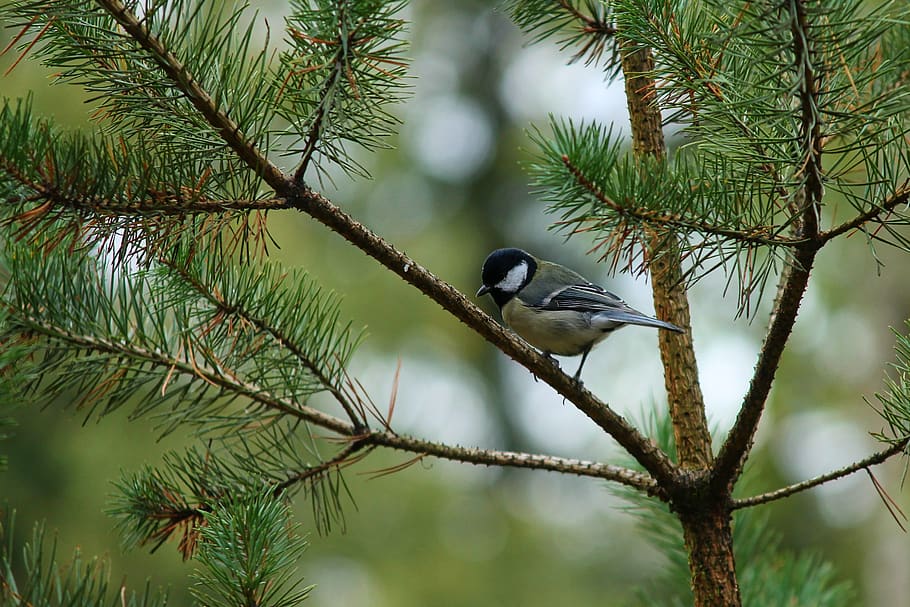 tit, parus major, tree sitting on a branch, bird, songbird, small bird, cute, plumage, garden, hold tight
