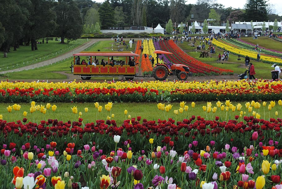 Tulip Nature Colorful Spring Garden Bloom Flora Flower