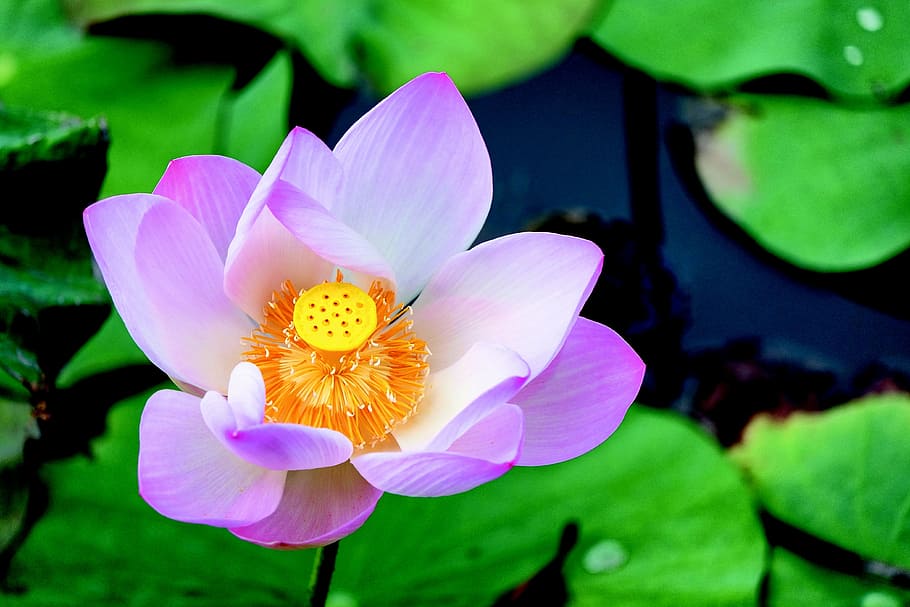 water lilies, pond, flower, pink, soothing, plants, water, aquatic plant, nature, purple