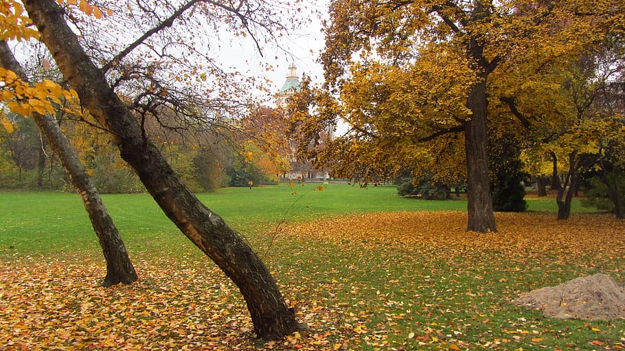 budapest, pulau margaret, di musim gugur, musim gugur, pohon, perubahan, tanaman, pertumbuhan, daun, warna oranye