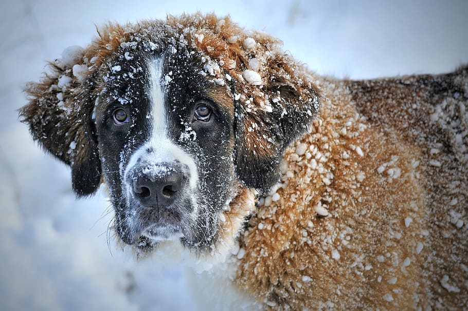 adulto blanco pardusco san bernardo, cubierto, nieve, perro en la nieve, perro de nieve, san bernardo, perro, invierno, perro de san bernardo en la nieve, un animal